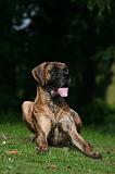 DOGUE ALLEMAND 813